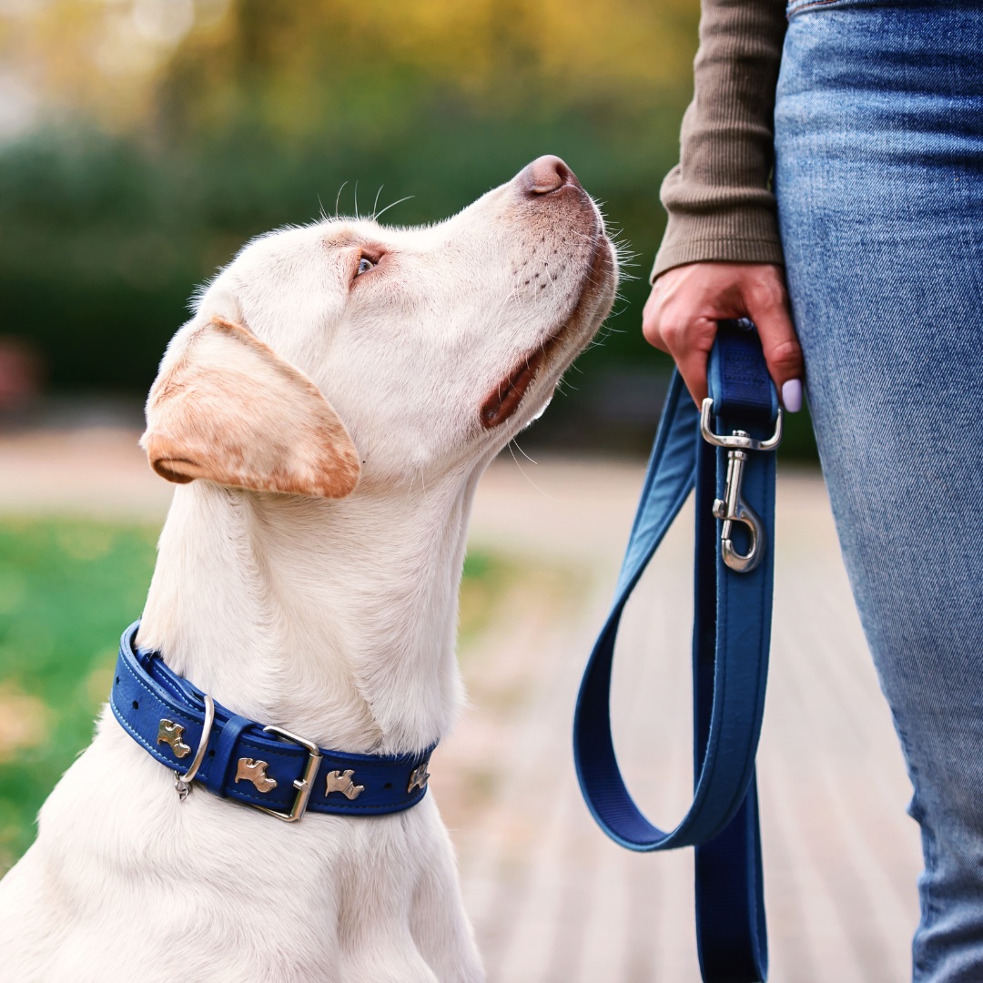 Pet Collars & Leashes