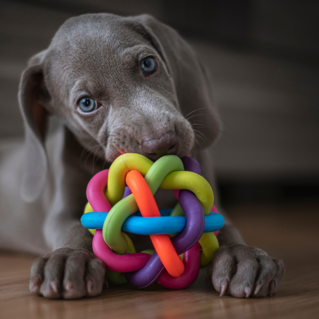 Pet Toys