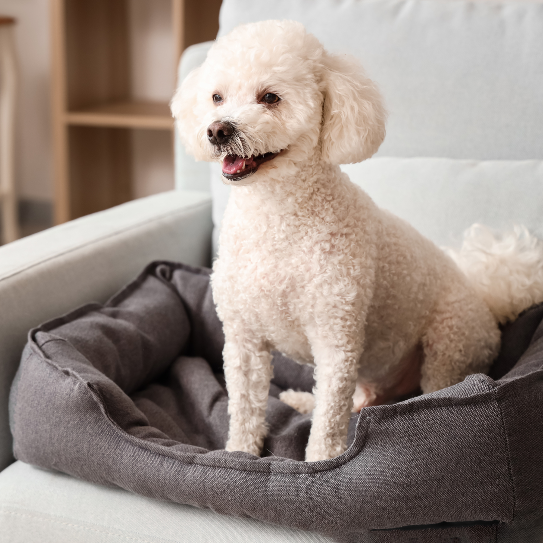 Pet Bedding