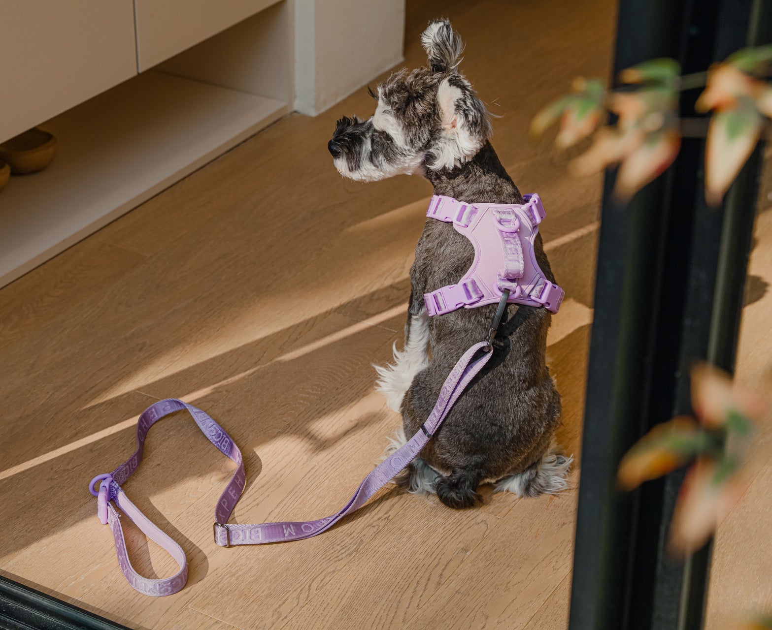 Padded Active Pet Leash – Mint Green