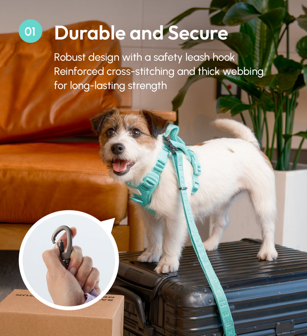Padded Active Pet Leash – Mint Green