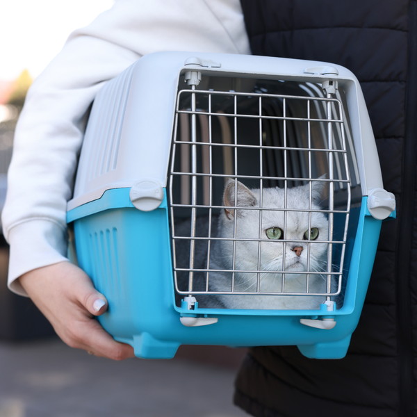 person carrying cat blue pet carrier