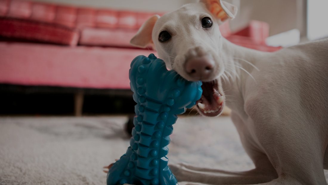 Dog playing with a blue toy indoors