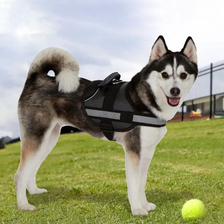 Ez-Pet Soft Adjustable Dog Harness
