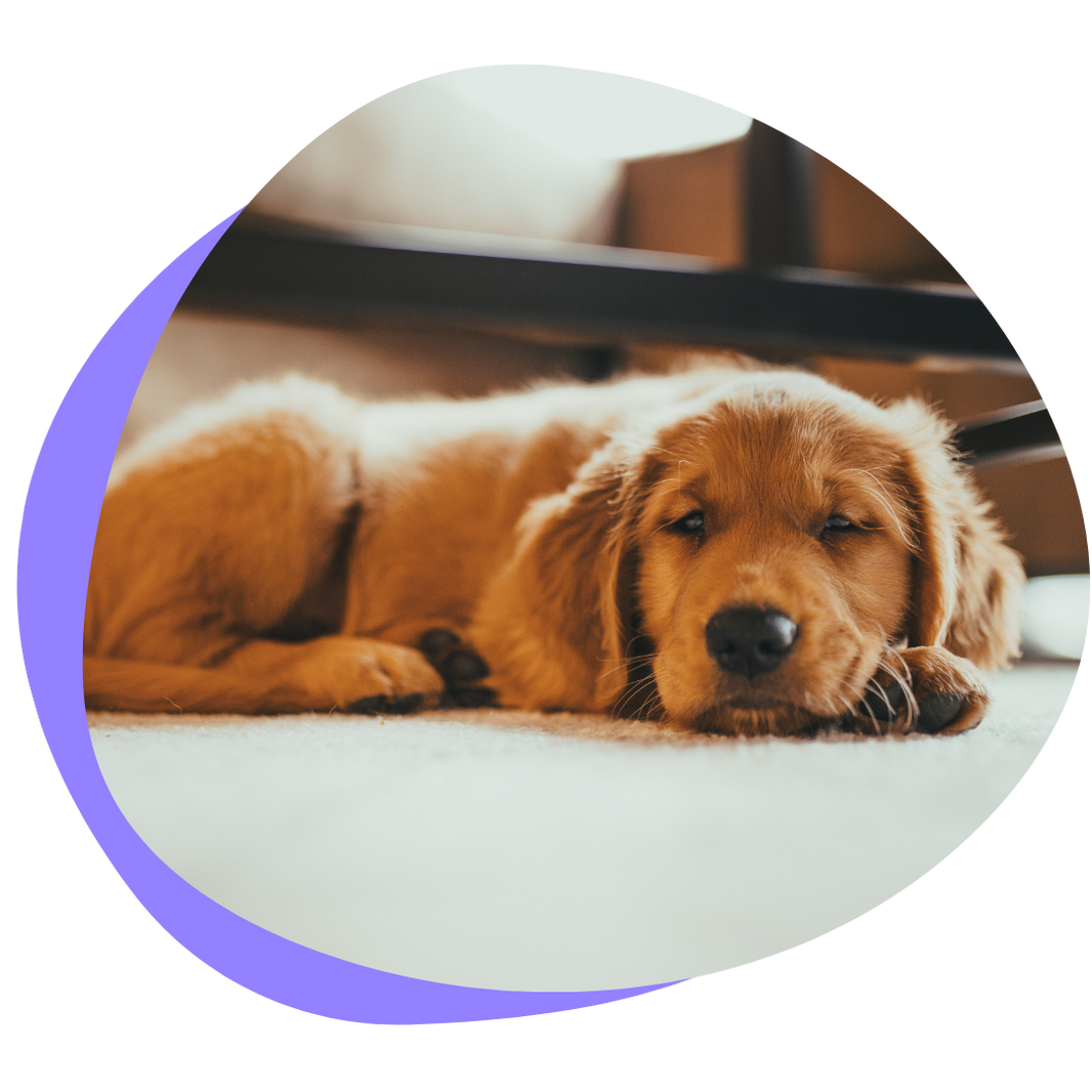 Golden retriever lying on a carpeted floor with a blurred background