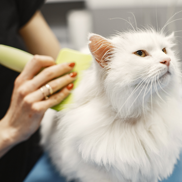 Person grooming a white cat with a green brush