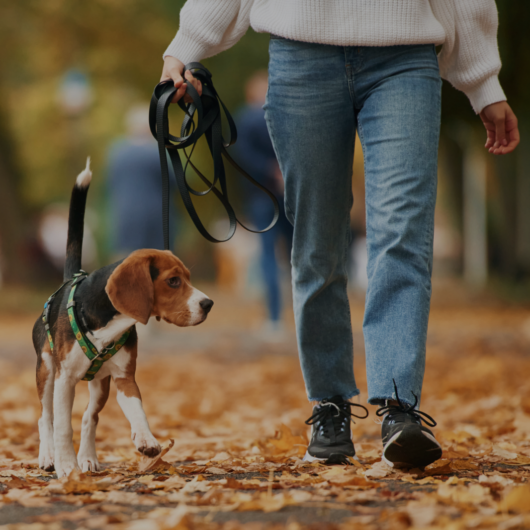 Person walking a dog on a leash in an autumn setting