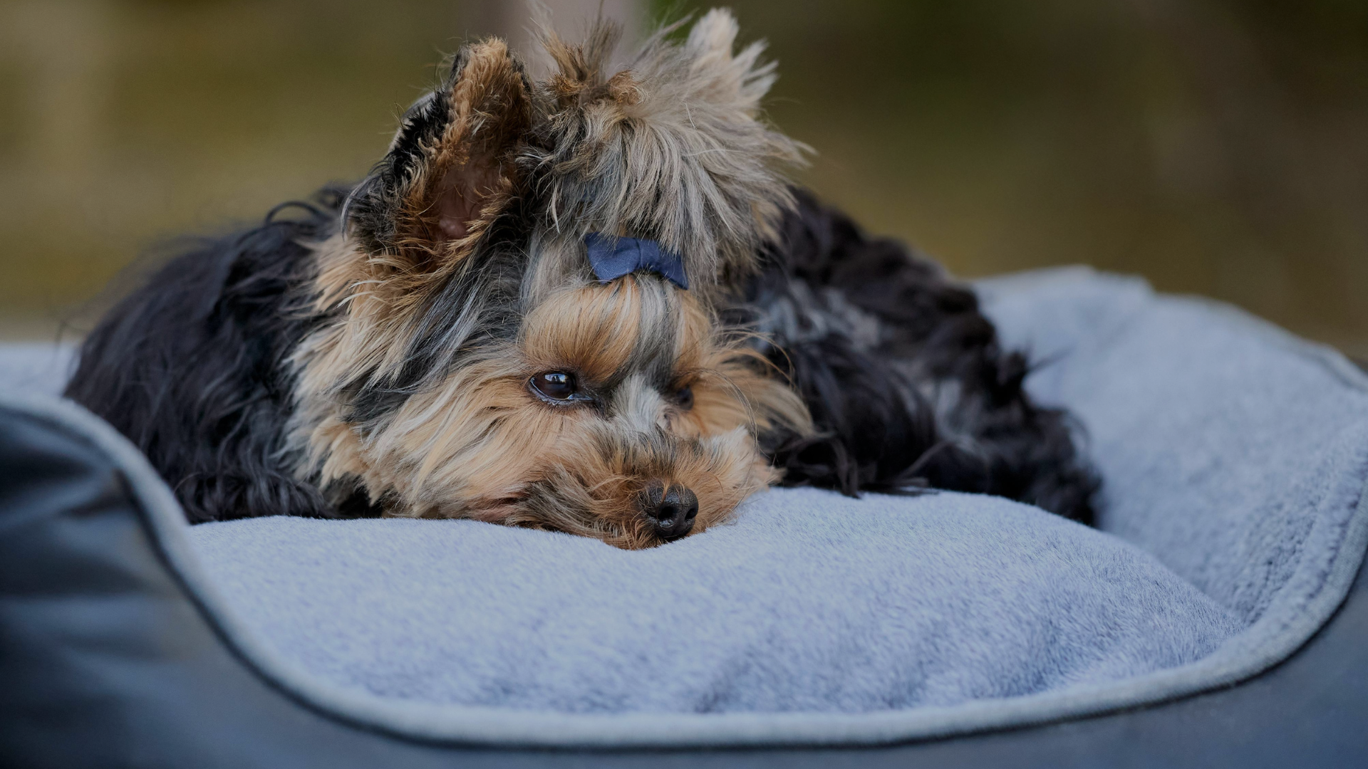 Small dog lying on a blue pet bed with a blurred natural background