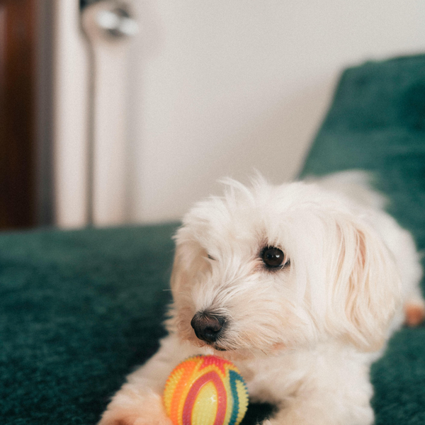 Small white dog holding a colorful ball on a green couch