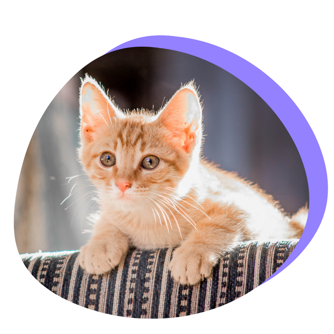 orange tabby kitten cute pose couch