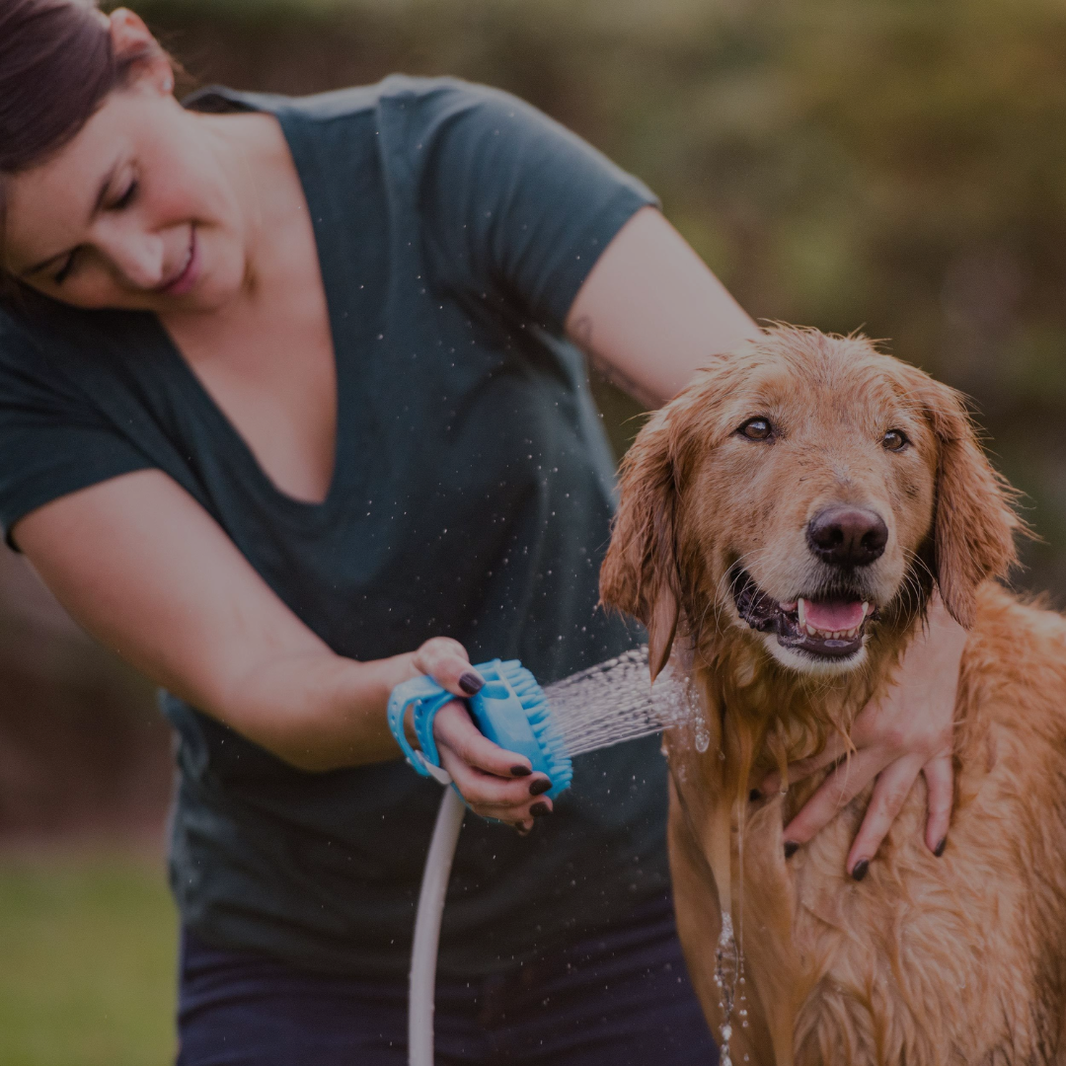 Woman washing a golden retriever with a hose outdoors